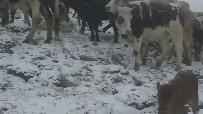 Develi'de kayıp büyükbaş hayvanlar bulundu