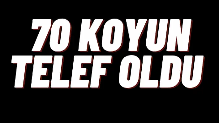 Kar yağışı nedeniyle 70 koyun telef oldu