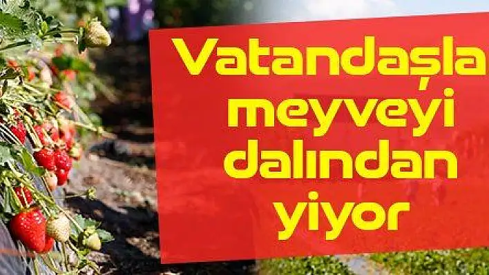 Kayserili üretici vatandaşlara çileği dalından yeme imkanı sunuyor