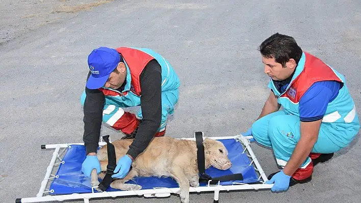  'Küçük Dostlar Ambulans'ı yaralı hayvanları taşıyacak