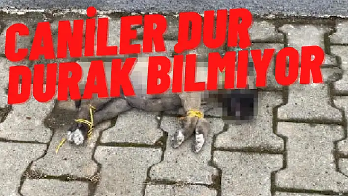 Bunu yapan insan olamaz...