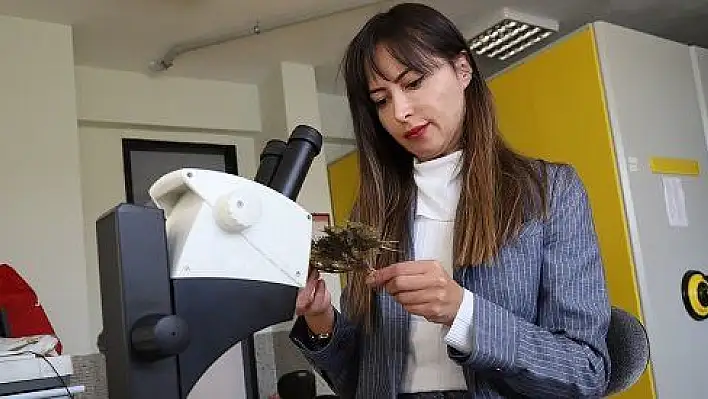 Kayseri'de keşfedilen geven türü literatüre girdi