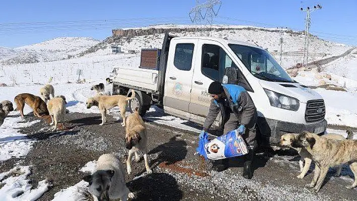 Sokak hayvanlarına mama bırakıldı