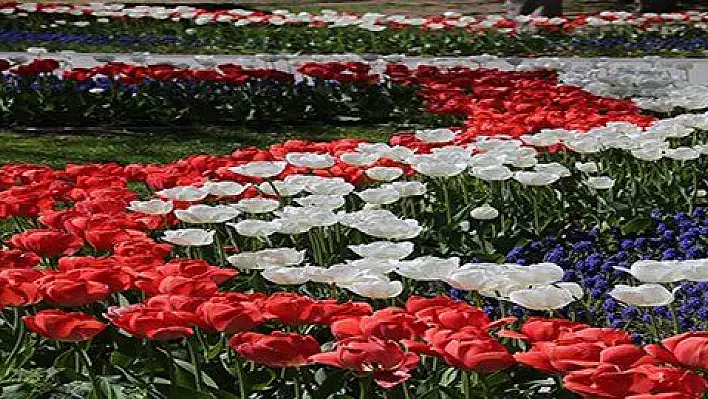 Büyükşehir lalelerle Türk Bayrağı rekoru kıracak