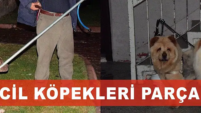 Pitbull evcil köpekleri parçalayacaktı