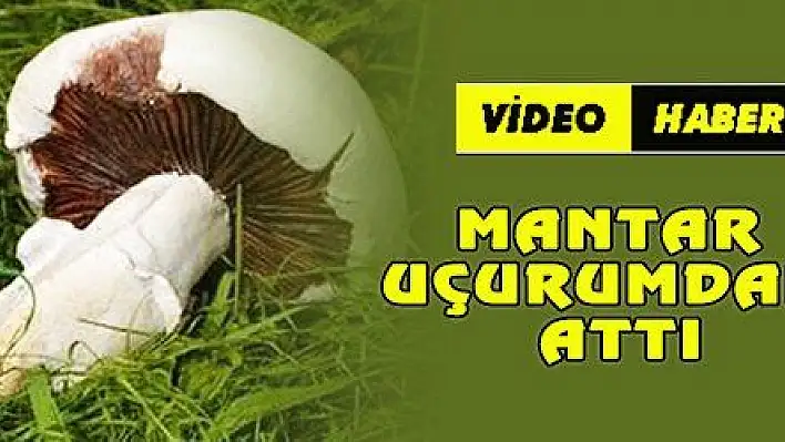 MANTAR UÇURUMDAN ATTI