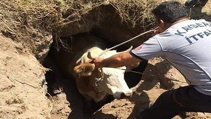 Çukura düşen ineği itfaiye kurtardı