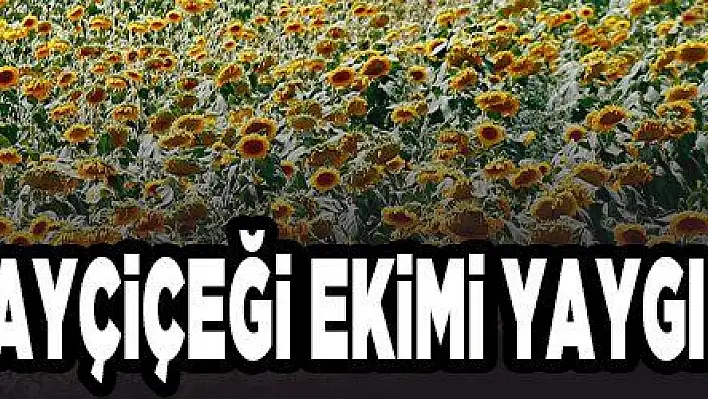 Çerezlik ayçiçeği ekimi yaygınlaşıyor