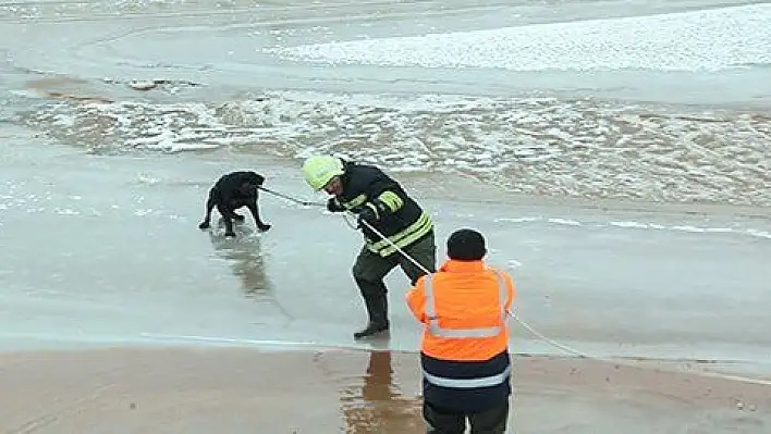 Donmakta olan köpek son anda kurtarıldı 