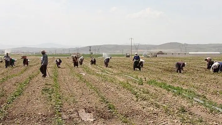 Türkiye'nin çilek fidesi ihtiyacının yarısı Kayseri'de üretiliyor