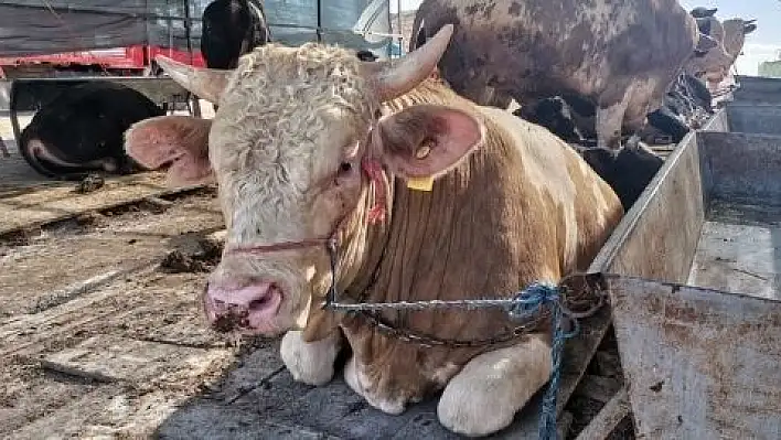 Kurbanlıklar sahiplerini bekliyor