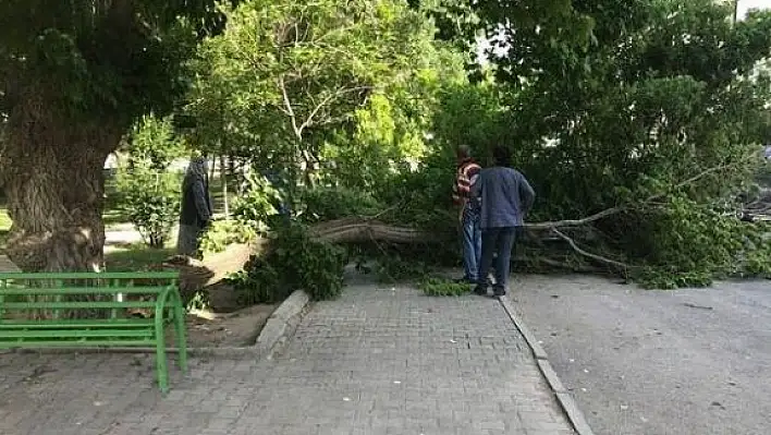 50 kilometre hızla esen rüzgar ağaçları devirdi