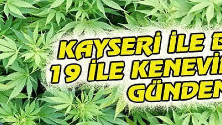 KAYSERİ İLE BİRLİKTE 19 İLE KENEVİR TEŞVİĞİ GÜNDEMDE