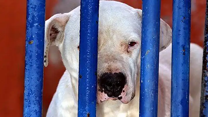 Köpek barınağı yasaklı ırk köpeklerle doldu