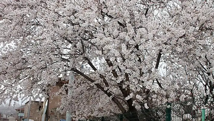 Kayseri'ye bahar geldi