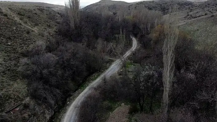 Koramaz Vadisi, yeşile bürünmeye başladı