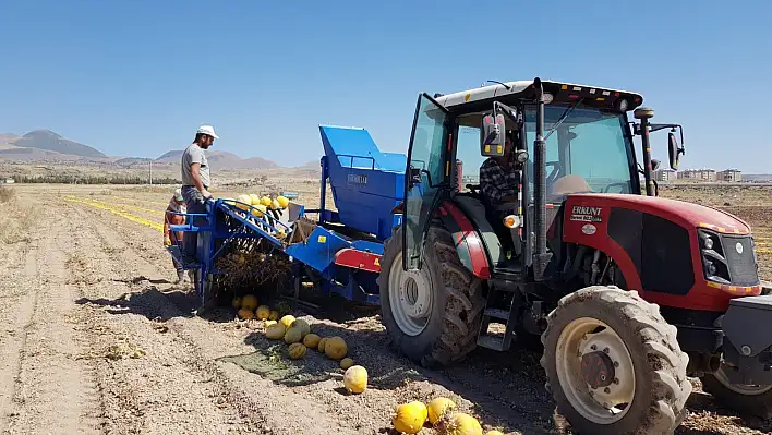 Develi'de kabak çekirdeği hasadı başladı