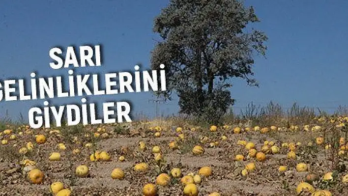 Çerezlik kabak tarlaları sarı gelinliğini giydi