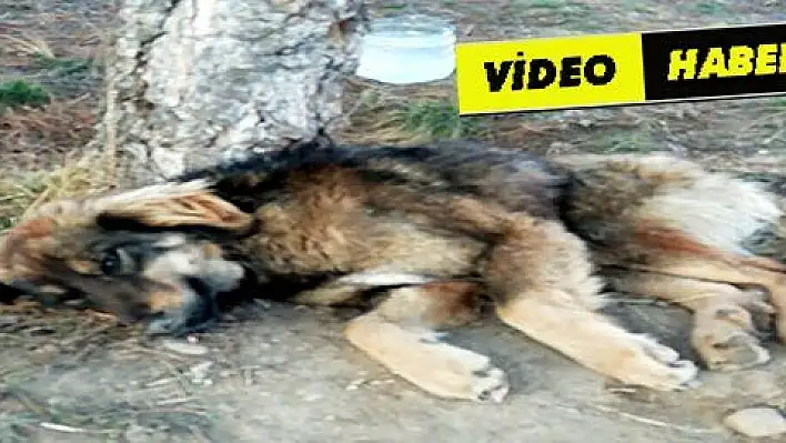 Tavukları kovalayan köpeği öldüresiye dövdüler 