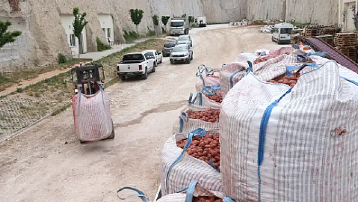 Yerli patates tohumu 'Onaran 2015' satışa çıktı