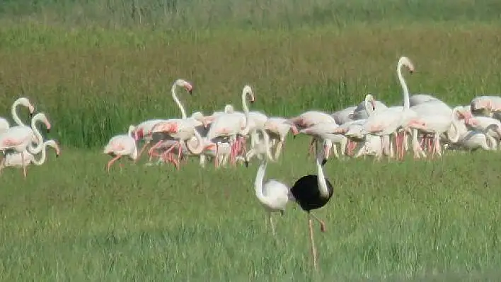 Sultan Sazlığı'nda siyah flamingo görüldü