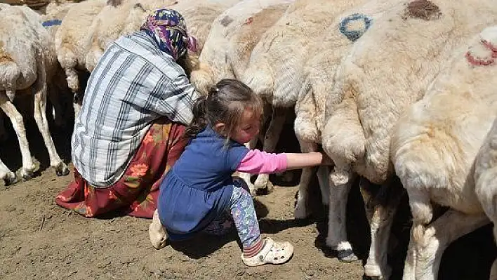 2100 rakımda geleneksel yöntemle süt sağıyorlar