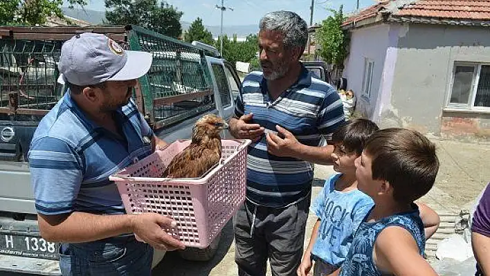 Tarlada bulduğu yaralı şahini yetkilere teslim etti