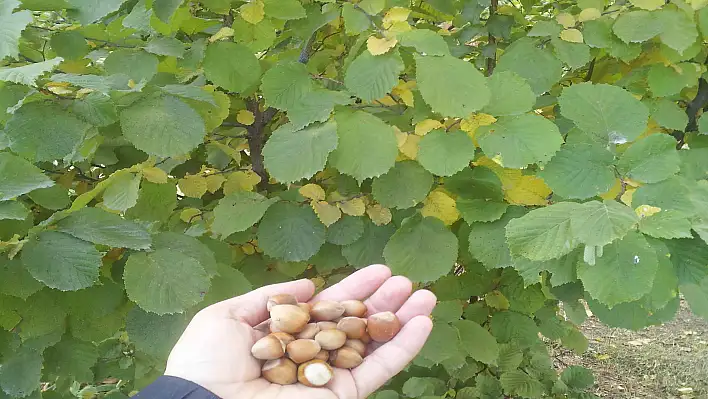 Bünyan'da fındık hasadı