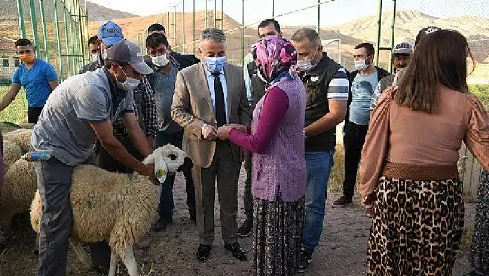 Kayseri'de damızlık koçların dağıtımına başlandı