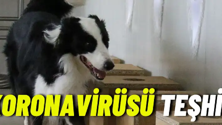 Bu köpek koronavirüsü teşhis ediyor