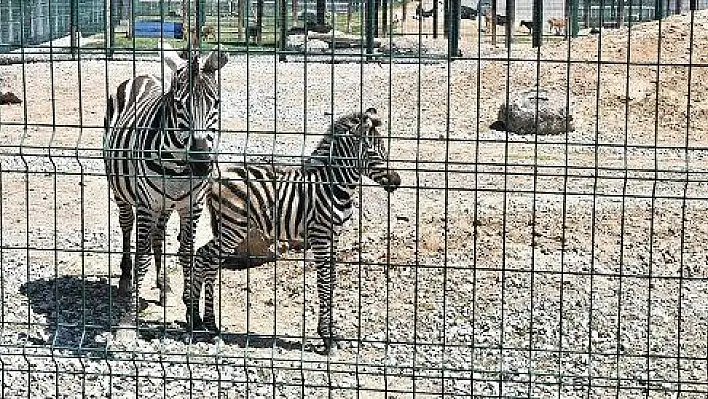 Hayvanat Bahçesi'ne yeni bir üye katıldı