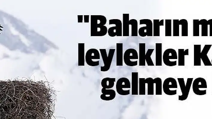 'Baharın müjdecisi' leylekler Kayseri'ye gelmeye başladı