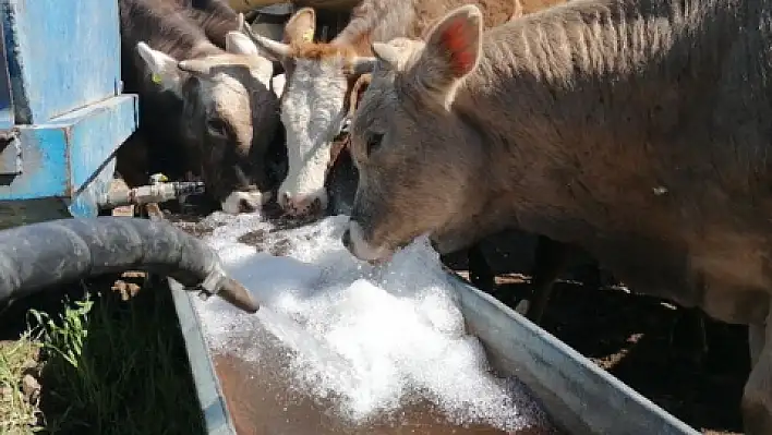 Büyükşehir hayvanları susuz kalmadı