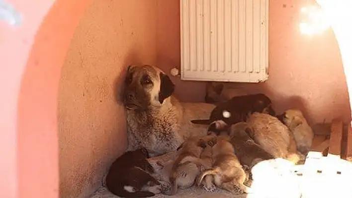 Büyükşehir, eziyet edilen köpek ile yavrularını korumaya aldı