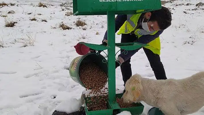 Kısıtlamada hayvanlar aç bırakılmadı