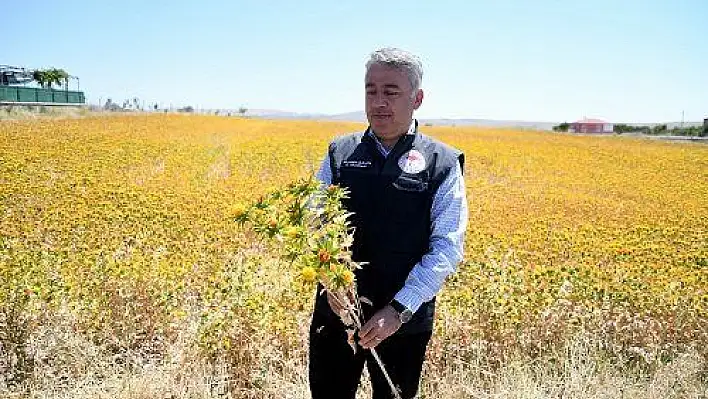 Kayseri aspir merkezi oldu