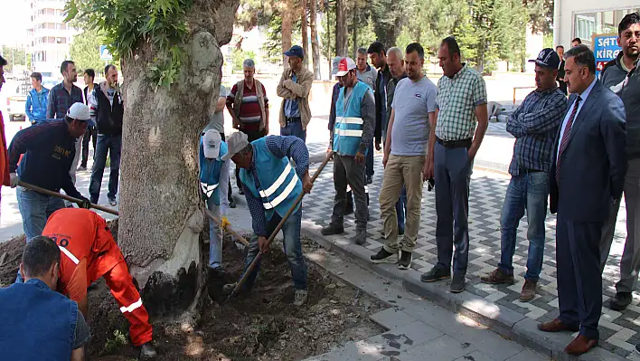 Elbiz Caddesindeki Çınar Ağaçlarını Kurtarma Operasyonu