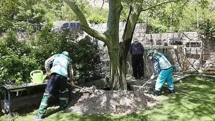 Yaşlı adamın 50 yıllık ceviz ağacının bakımı belediye ekiplerince yapıldı