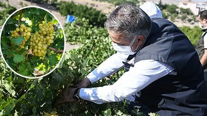 'Kayseri bağcılıkta da olması gereken yere gelecek'