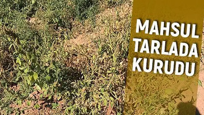 Sarımsaklı'da sular kesildi, tarladaki mahsuller kurudu