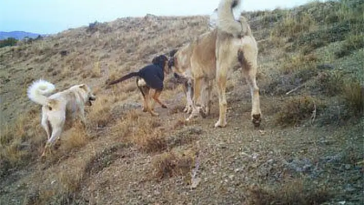 Başıboş köpekler yaban hayatını tehdit ediyor
