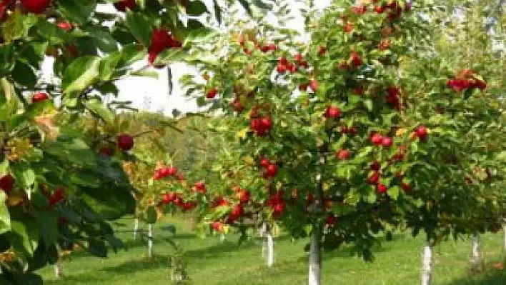 Mahkemeden satılık meyve bahçesi