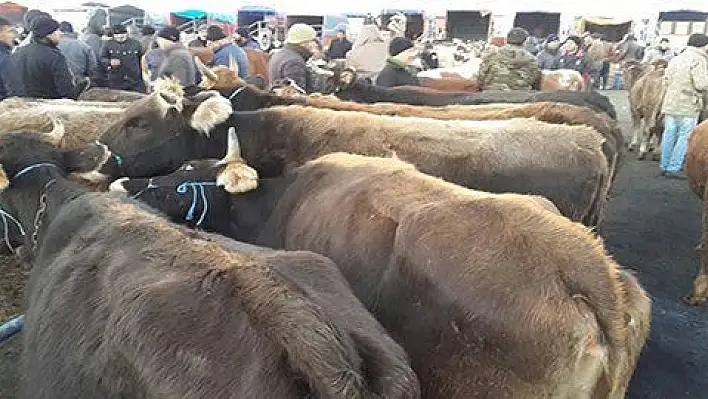 Arazide çalınan hayvanlar hayvan pazarında bulundu 