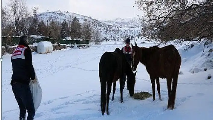 Jandarma sokak hayvanlarını ve yılkı atlarını besledi