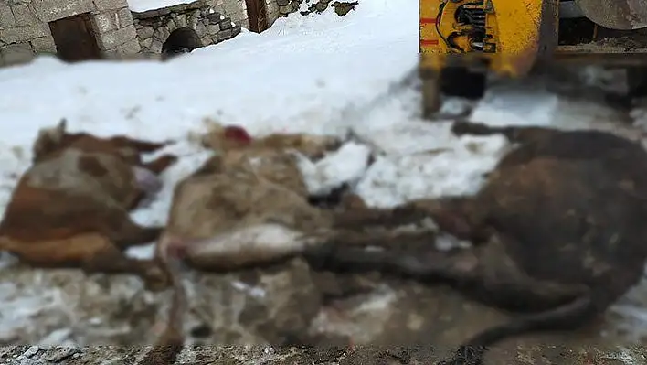 Çatısı çöken ahırdaki 3 büyükbaş hayvan telef oldu