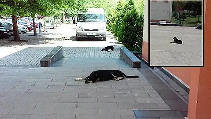 ERÜ'de köpekler kampüste geziyor