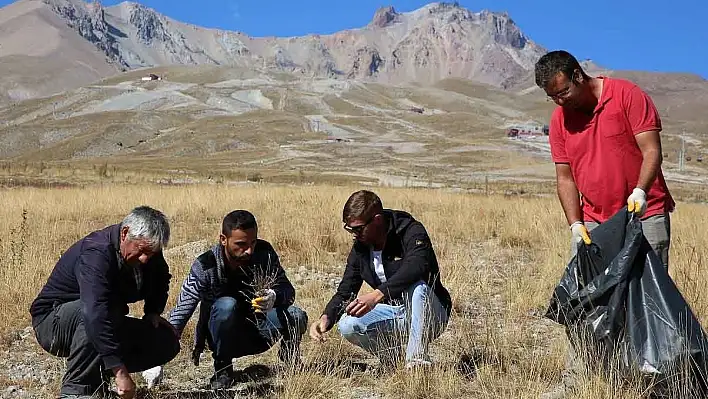 Erciyes'ten toplanan tohumlar Erciyes'e dikiliyor 