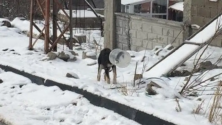 Bidona başı sıkışan köpeği jandarma kurtardı