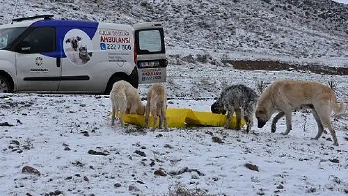 Kocasinan Belediyesi'nden sokak hayvanları için seferberlik 