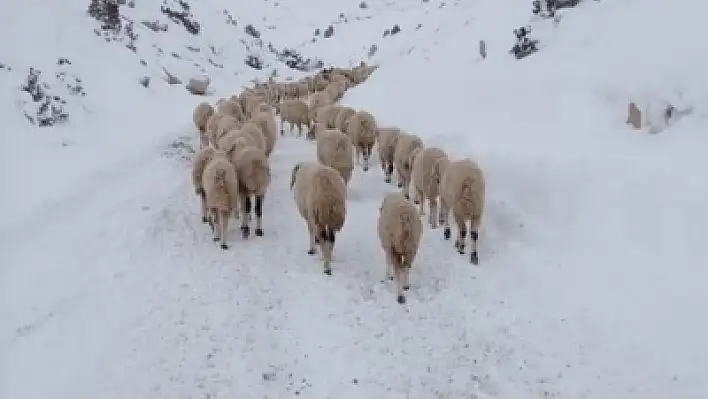 Yaylada mahsur kalan 2 bin küçükbaş hayvan kurtarıldı